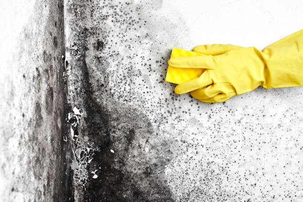 Best Attic Mold Removal  in Ridgemark, CA
