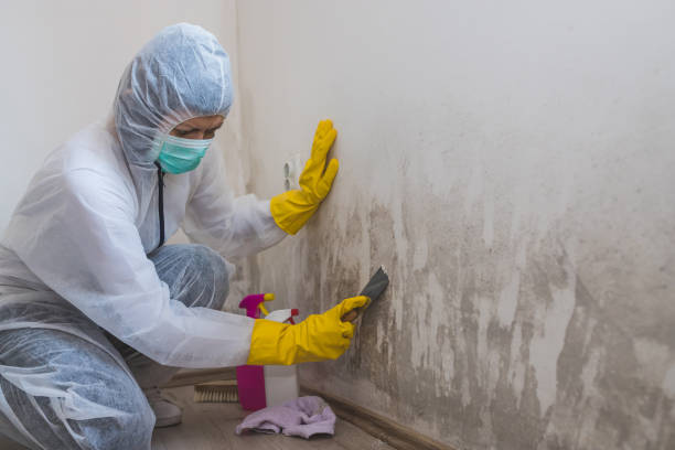 Best Office Mold Removal Services  in Ridgemark, CA