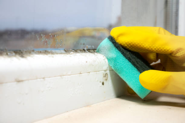 Best Certified Mold Removal  in Ridgemark, CA