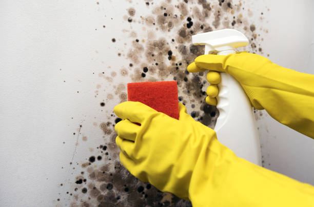 Certified Mold Removal in Ridgemark, CA