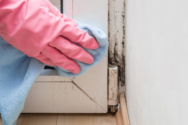 Home Mold Removal in Ridgemark, CA